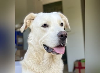 PACO - unser traumhaftes Riesenbaby