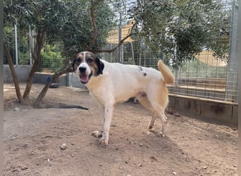 MICHELE - groß, kräftig, toll