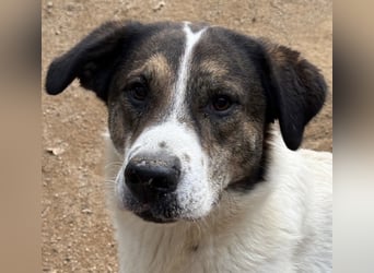 MICHELE - groß, kräftig, toll