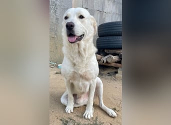 PACO - unser traumhaftes Riesenbaby