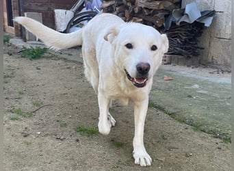 PACO - unser traumhaftes Riesenbaby