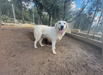 TORBATA - schön & groß