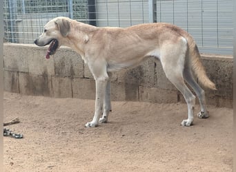 ARGO - gutmütiger & sanfter Riese