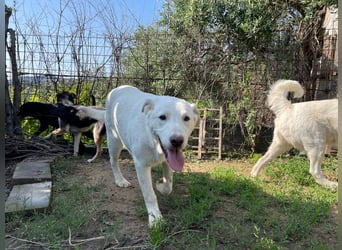 PACO - unser traumhaftes Riesenbaby