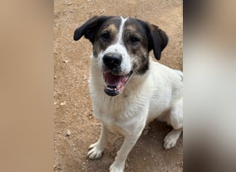 MICHELE - groß, kräftig, toll