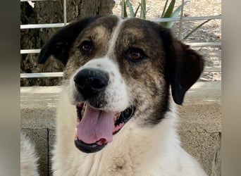 MICHELE - groß, kräftig, toll