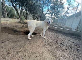 TORBATA - schön & groß