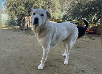 PACO - unser traumhaftes Riesenbaby