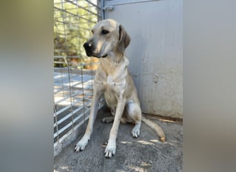 ARGO - gutmütiger & sanfter Riese