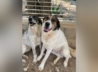 MICHELE - groß, kräftig, toll