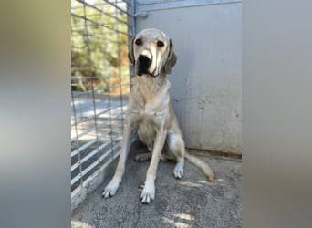 ARGO - gutmütiger & sanfter Riese