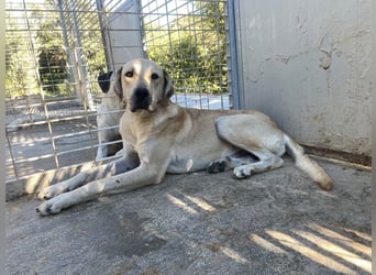 ARGO - gutmütiger & sanfter Riese