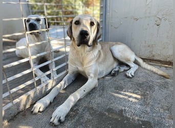 ARGO - gutmütiger & sanfter Riese