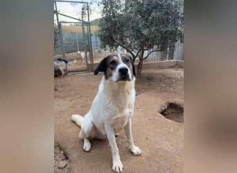 MICHELE - groß, kräftig, toll