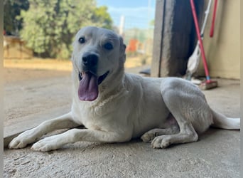 PACO - unser traumhaftes Riesenbaby