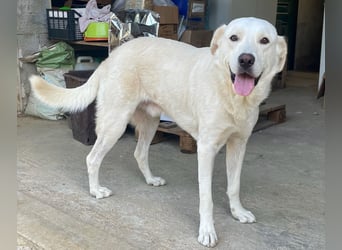 PACO - unser traumhaftes Riesenbaby