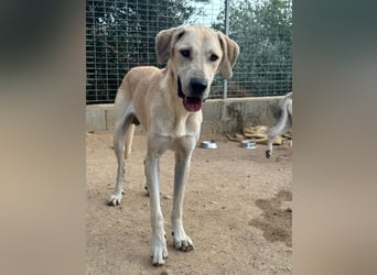 ARGO - gutmütiger & sanfter Riese