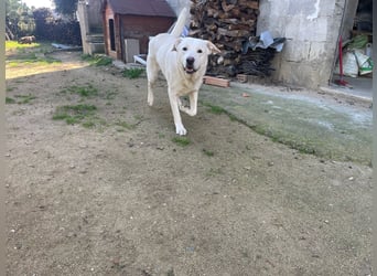 PACO - unser traumhaftes Riesenbaby