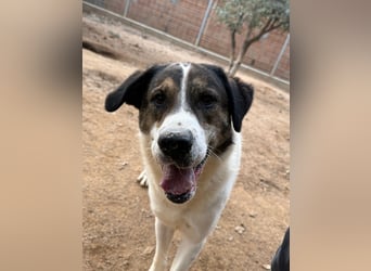 MICHELE - groß, kräftig, toll