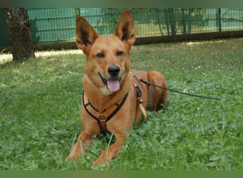 Red Teddy - mag Menschen, Spielen und Spazierengehen - Tierhilfe Franken e.V.