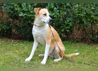 Lounis - großer Kuschelbär - Tierhilfe Franken e.V.