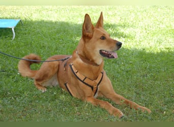 Red Teddy - mag Menschen, Spielen und Spazierengehen - Tierhilfe Franken e.V.