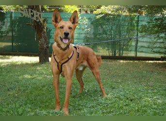 Red Teddy - mag Menschen, Spielen und Spazierengehen - Tierhilfe Franken e.V.