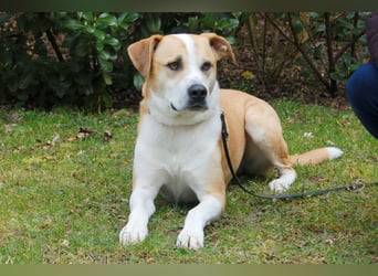 Lounis - großer Kuschelbär - Tierhilfe Franken e.V.