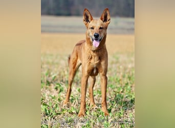 Red Teddy - mag Menschen, Spielen und Spazierengehen - Tierhilfe Franken e.V.