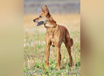 Red Teddy - mag Menschen, Spielen und Spazierengehen - Tierhilfe Franken e.V.