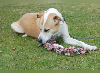 Lounis - großer Kuschelbär - Tierhilfe Franken e.V.