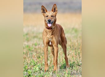 Red Teddy - mag Menschen, Spielen und Spazierengehen - Tierhilfe Franken e.V.