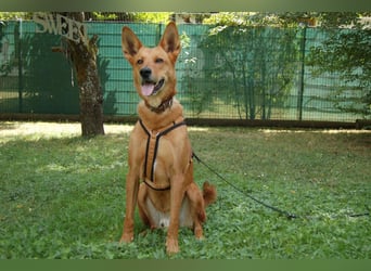 Red Teddy - mag Menschen, Spielen und Spazierengehen - Tierhilfe Franken e.V.