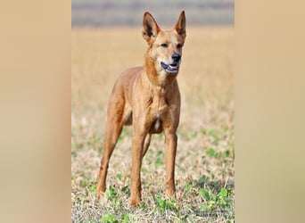 Red Teddy - mag Menschen, Spielen und Spazierengehen - Tierhilfe Franken e.V.