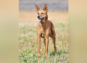 Red Teddy - mag Menschen, Spielen und Spazierengehen - Tierhilfe Franken e.V.