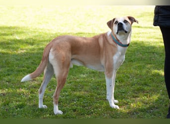 Lounis - großer Kuschelbär - Tierhilfe Franken e.V.