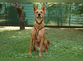 Red Teddy - mag Menschen, Spielen und Spazierengehen - Tierhilfe Franken e.V.