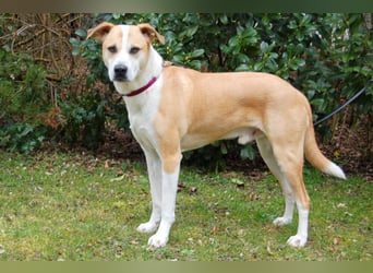 Lounis - großer Kuschelbär - Tierhilfe Franken e.V.