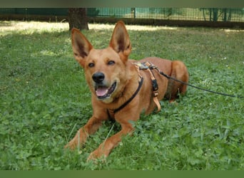 Red Teddy - mag Menschen, Spielen und Spazierengehen - Tierhilfe Franken e.V.