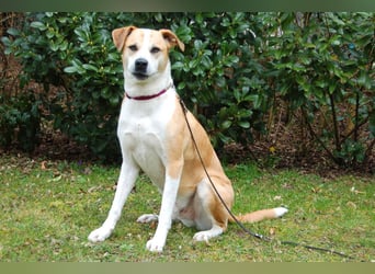 Lounis - großer Kuschelbär - Tierhilfe Franken e.V.