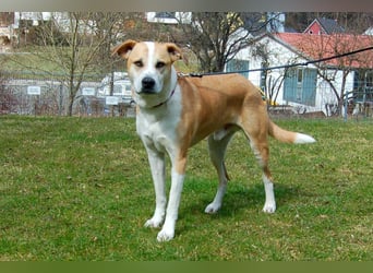 Lounis - großer Kuschelbär - Tierhilfe Franken e.V.