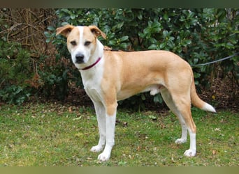 Lounis - großer Kuschelbär - Tierhilfe Franken e.V.