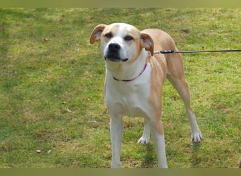 Lounis - großer Kuschelbär - Tierhilfe Franken e.V.