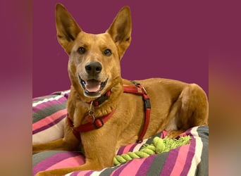 Red Teddy - mag Menschen, Spielen und Spazierengehen - Tierhilfe Franken e.V.