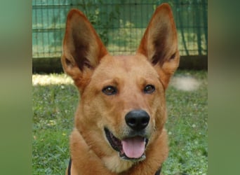 Red Teddy - mag Menschen, Spielen und Spazierengehen - Tierhilfe Franken e.V.