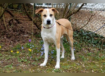 Lounis - großer Kuschelbär - Tierhilfe Franken e.V.