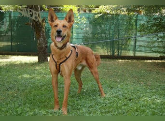 Red Teddy - mag Menschen, Spielen und Spazierengehen - Tierhilfe Franken e.V.