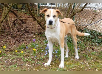 Lounis - großer Kuschelbär - Tierhilfe Franken e.V.