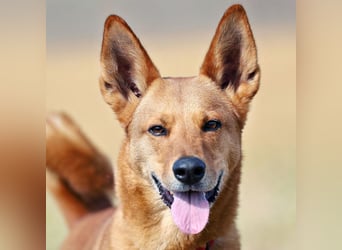 Red Teddy - mag Menschen, Spielen und Spazierengehen - Tierhilfe Franken e.V.