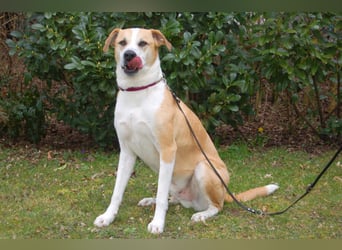 Lounis - großer Kuschelbär - Tierhilfe Franken e.V.